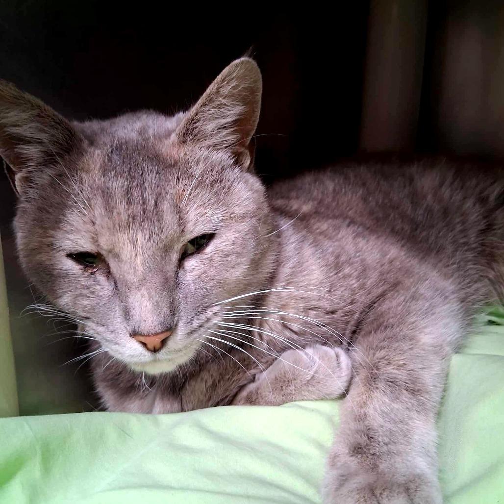 Enlarge Fleur, a Adoptable Domestic Short Hair in Huntsville, AR image 1/1