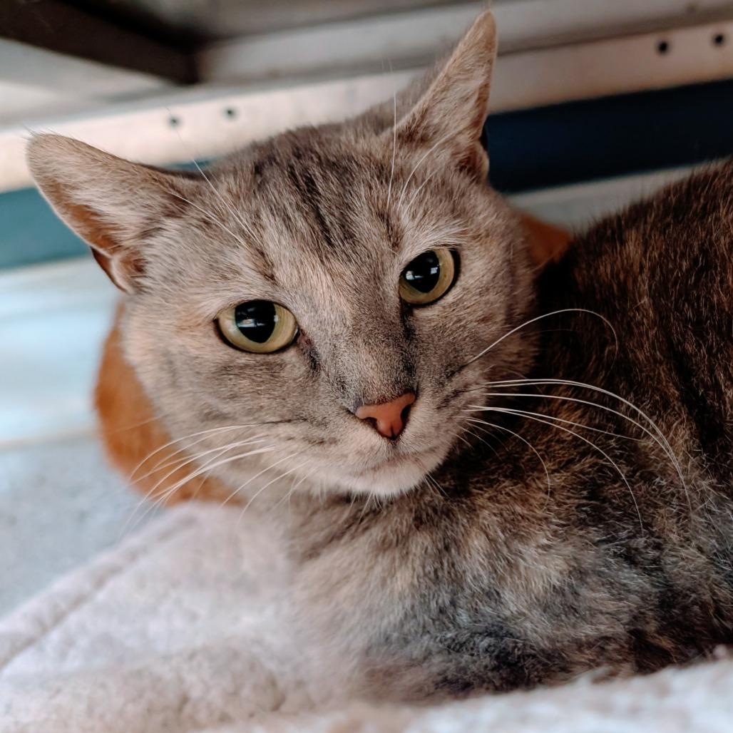 Fleur, a Adoptable Domestic Short Hair in Huntsville, AR image 3/6