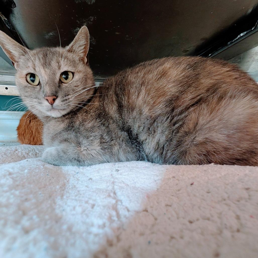 Fleur, a Adoptable Domestic Short Hair in Huntsville, AR image 4/6