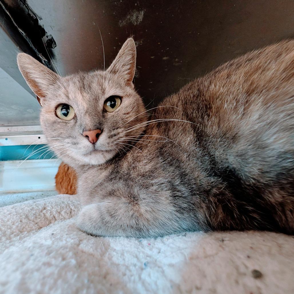 Fleur, a Adoptable Domestic Short Hair in Huntsville, AR image 5/6