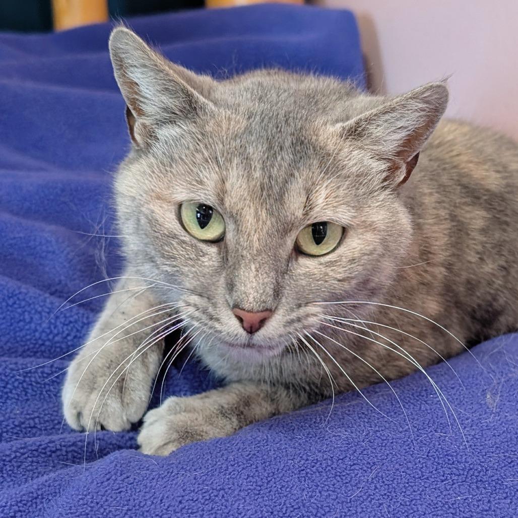 Fleur, a Adoptable Domestic Short Hair in Huntsville, AR image 6/6