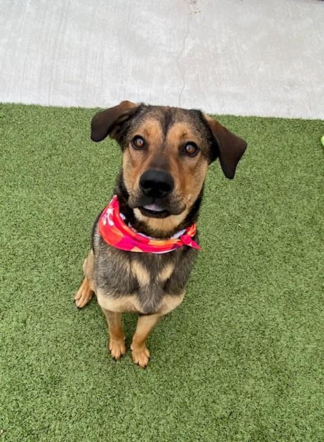 Enlarge Kai, an adopted mixed breed in Fayetteville, AR image 3/3