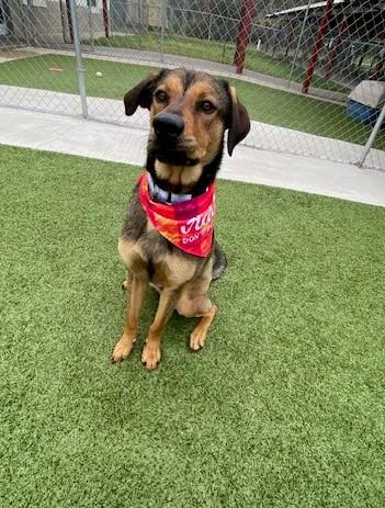 Enlarge Kai, an adopted mixed breed in Fayetteville, AR image 2/3