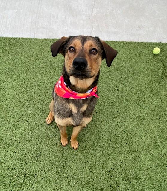 Kai, adopted, Young Male Shepherd.