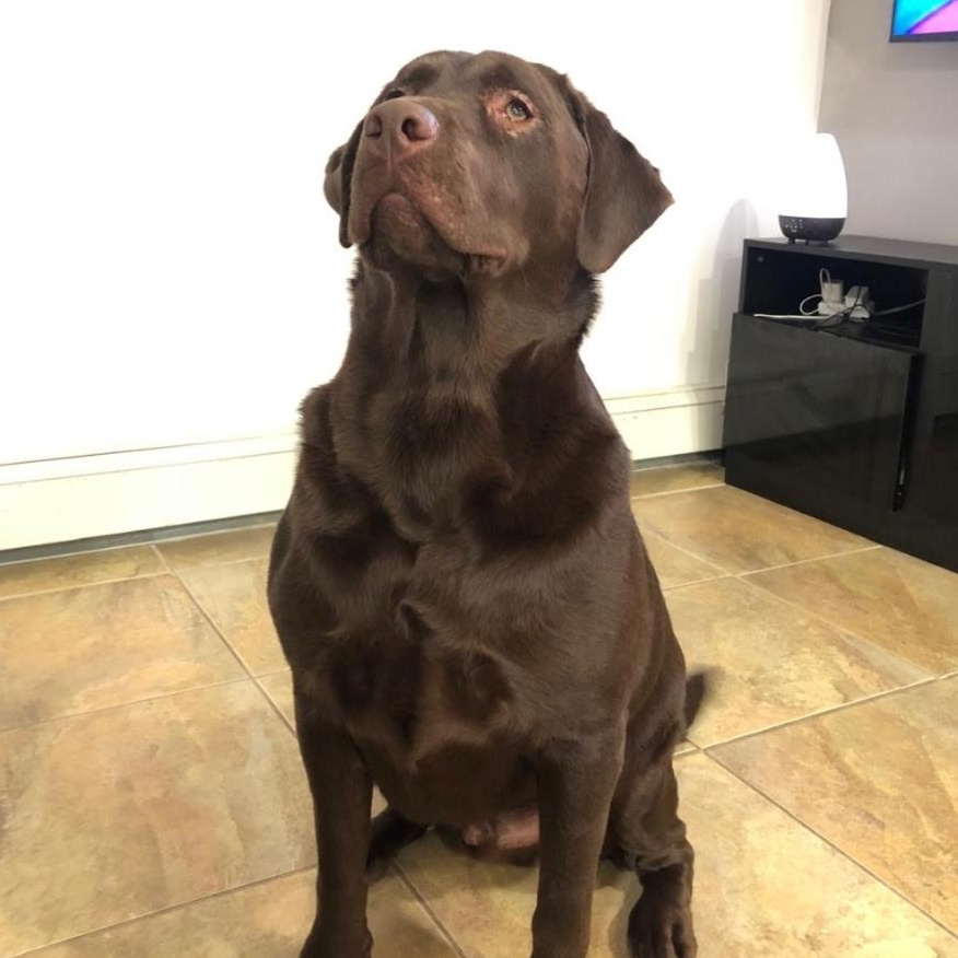 Ringo, a ADOPTABLE Chocolate Labrador Retriever in Hastings on The Hudson , NY image 2/2