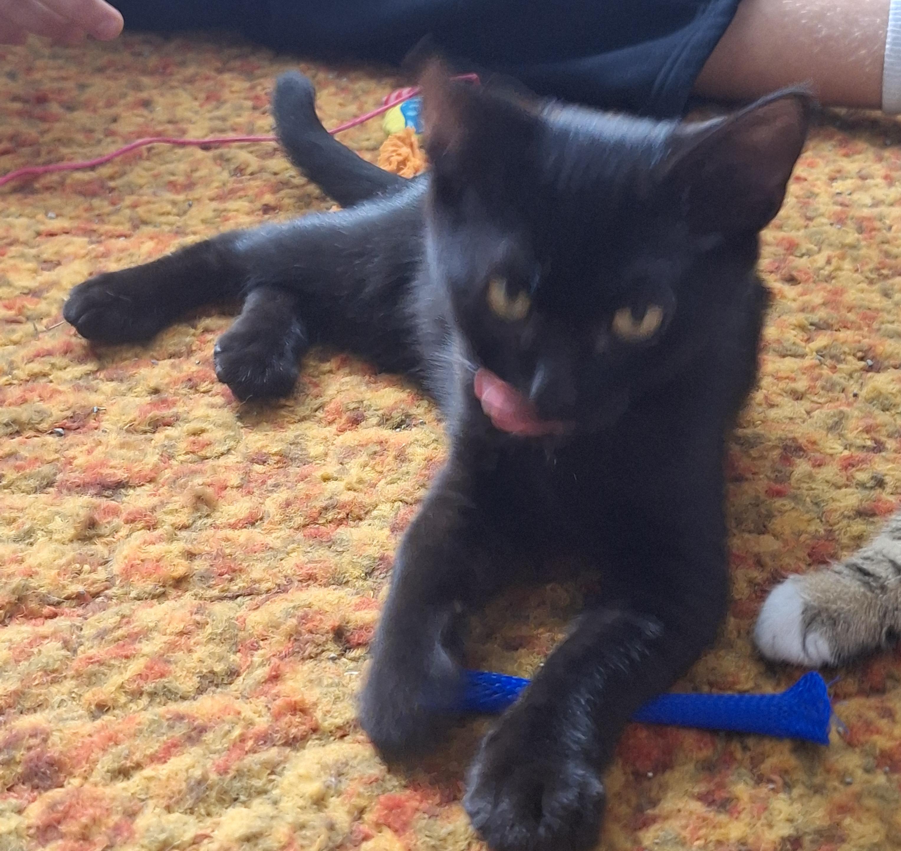 Enlarge Blackie, a ADOPTABLE mixed breed in Saratoga Springs, NY image 2/3