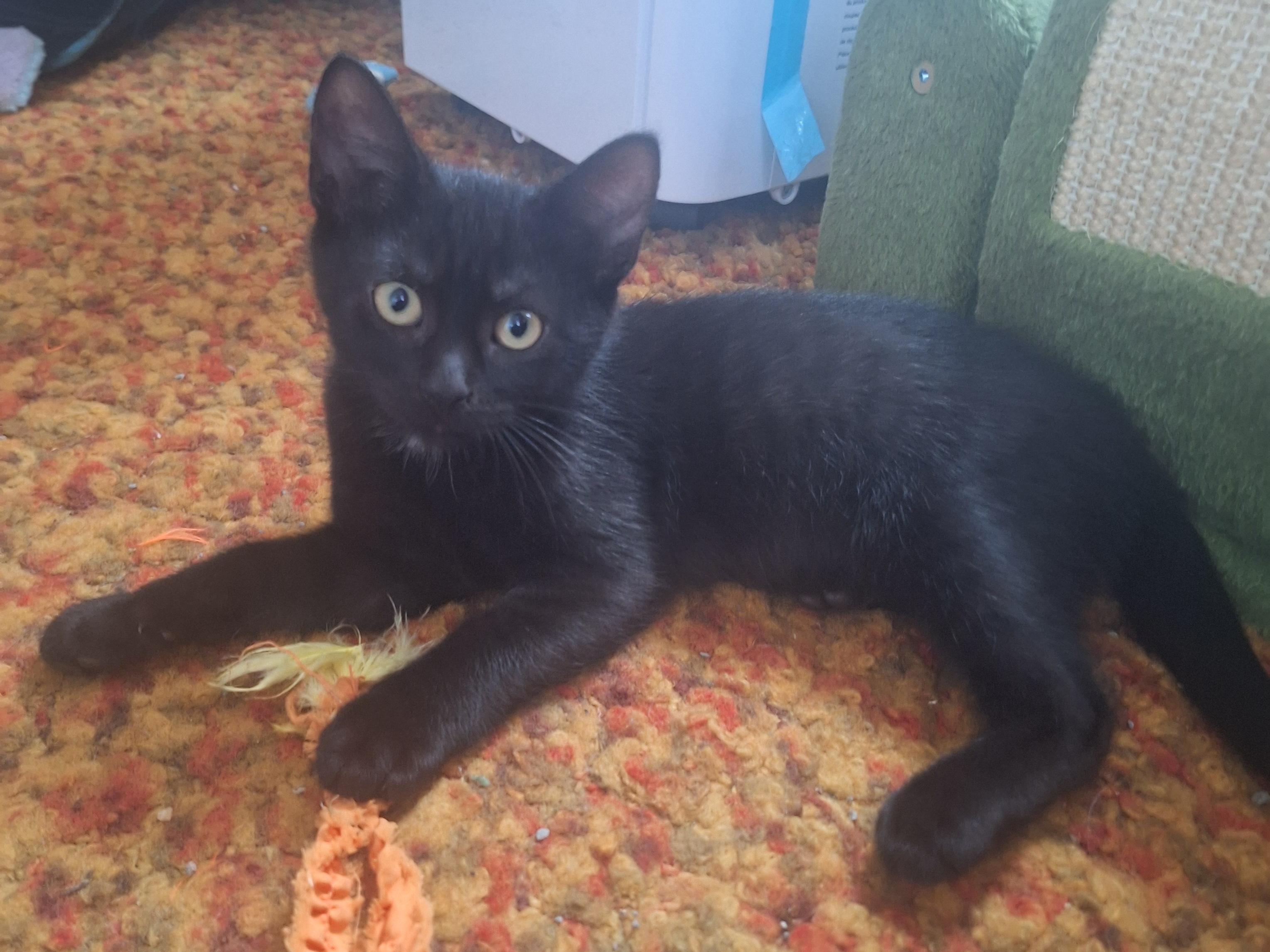 Blackie, ADOPTABLE, Kitten Male Domestic Short Hair.