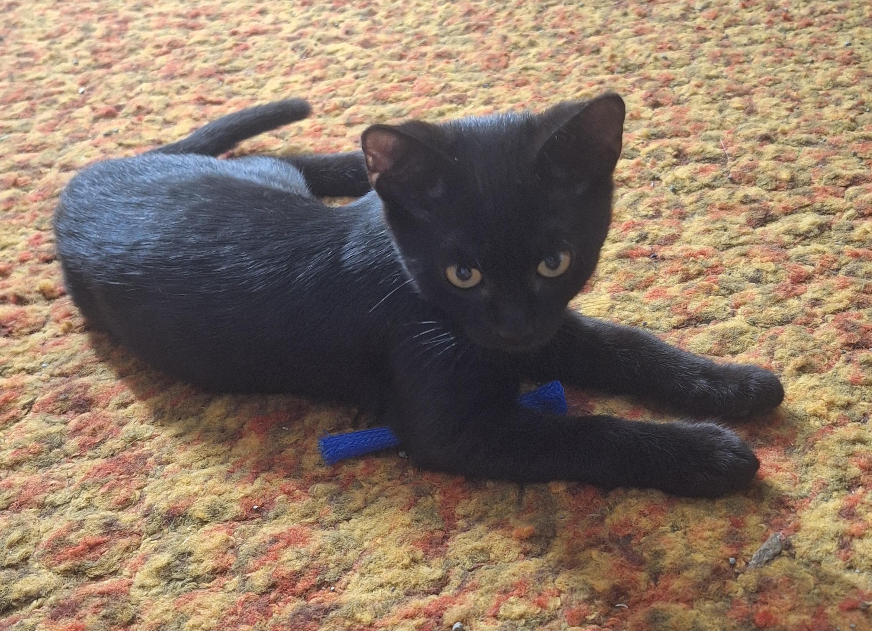 Enlarge Blackie, a ADOPTABLE mixed breed in Saratoga Springs, NY image 3/3
