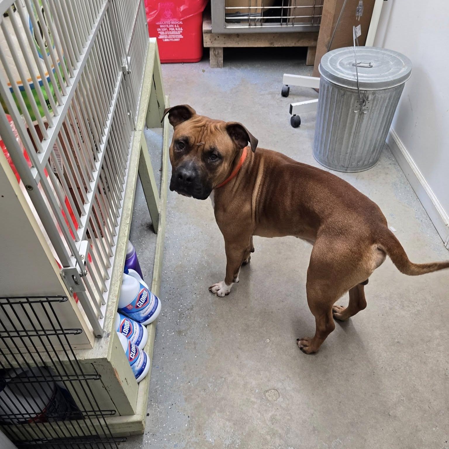 Thor, a ADOPTABLE Mixed Breed in Saint Marys, PA image 2/2