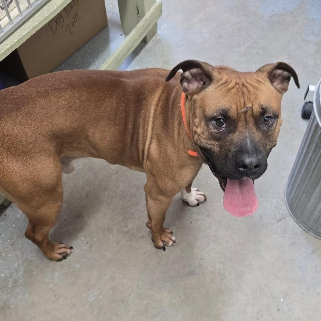 Thor, ADOPTABLE, Young Male Mixed Breed.