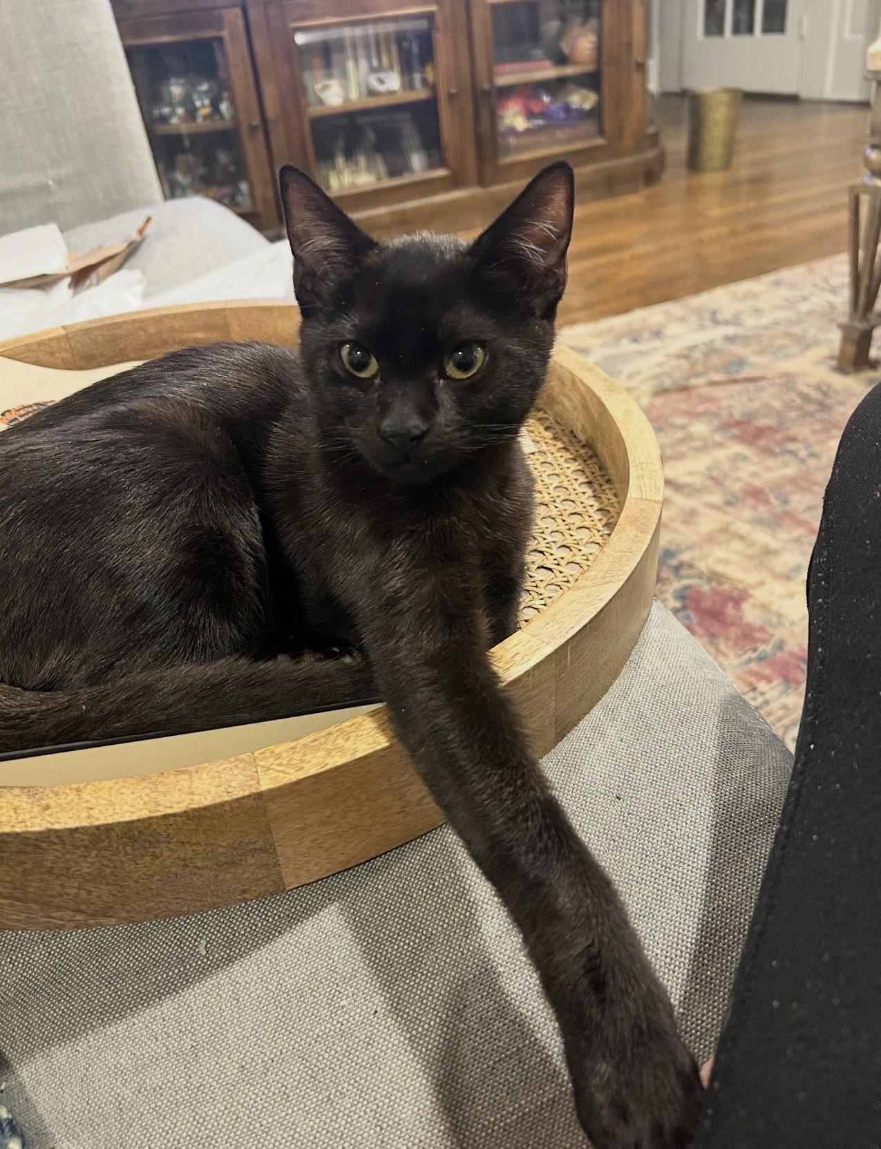 Bain, ADOPTABLE, Young Male Domestic Short Hair.