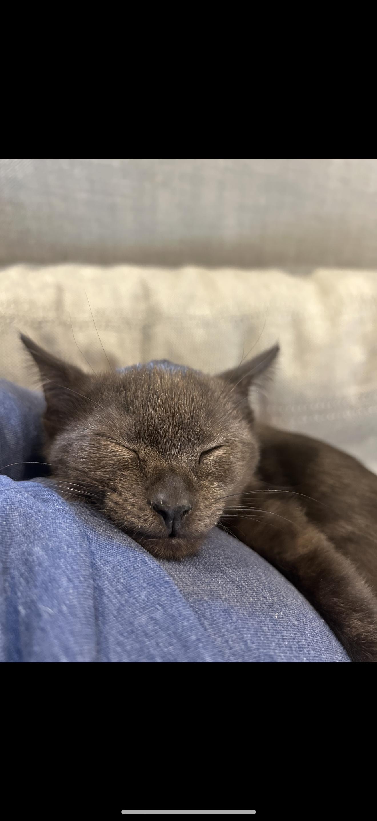 Enlarge Bain, a ADOPTABLE Domestic Short Hair in Nutley, NJ image 3/4