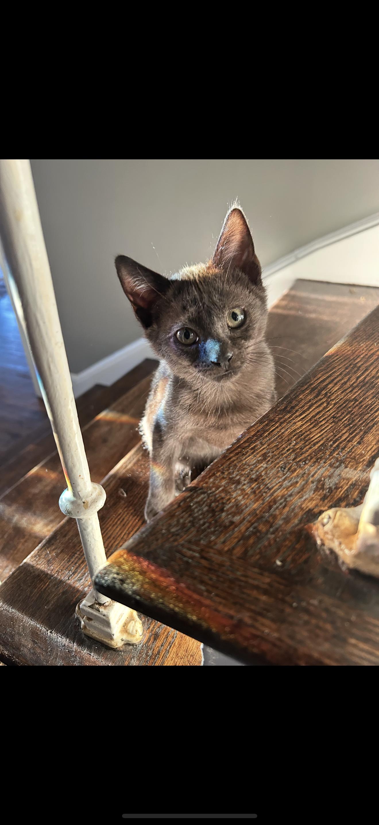 Enlarge Bain, a ADOPTABLE Domestic Short Hair in Nutley, NJ image 2/4
