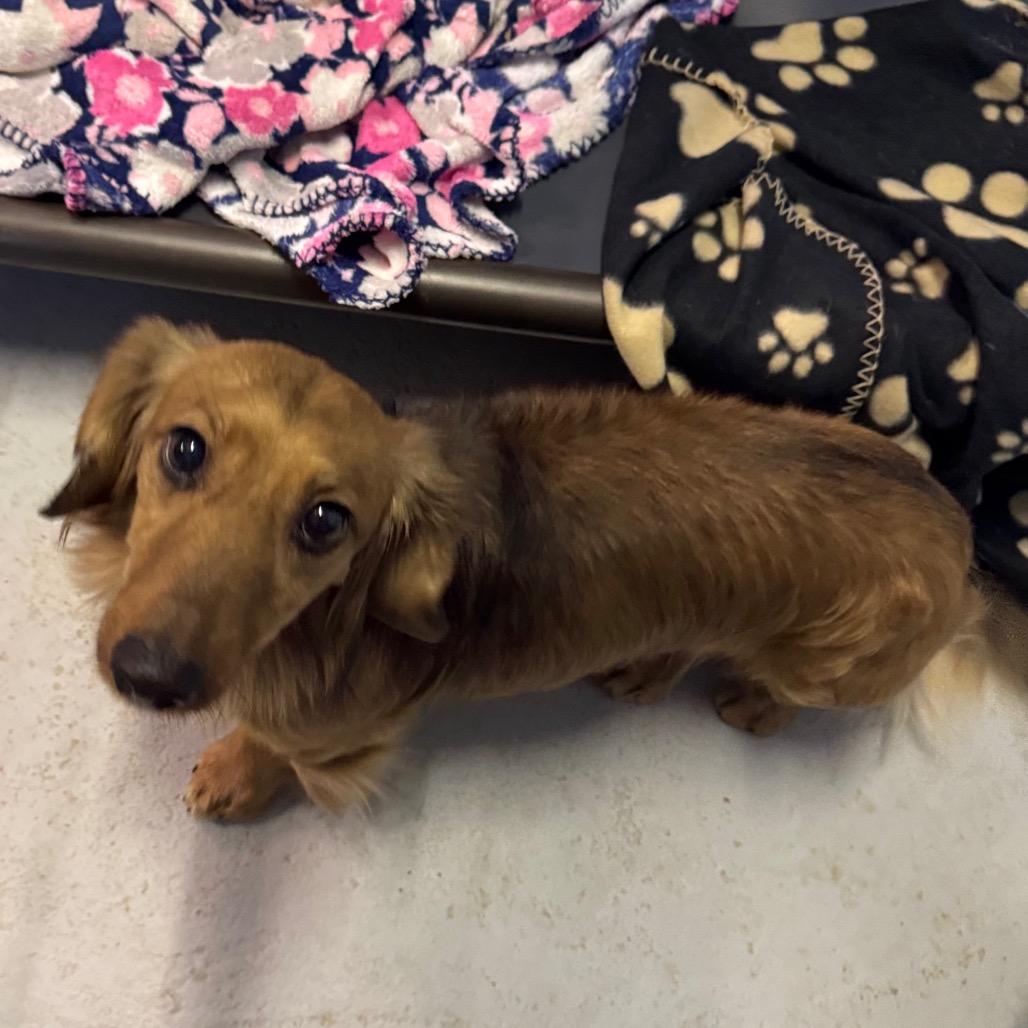 Dash, Adoptable, Adult Male Dachshund.