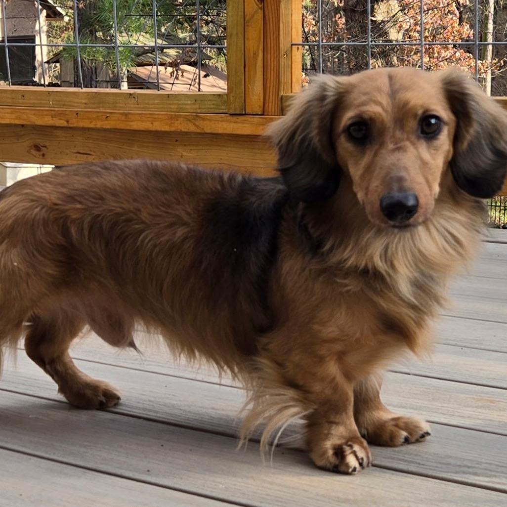 Dash, a Adoptable Dachshund in Pineville, MO image 2/6