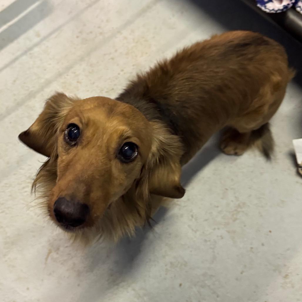 Dash, a Adoptable Dachshund in Pineville, MO image 3/6