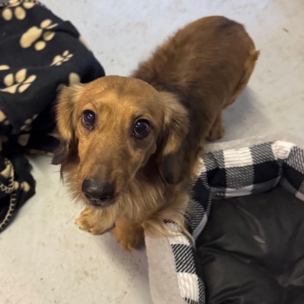 Dash, a Adoptable Dachshund in Pineville, MO image 4/6