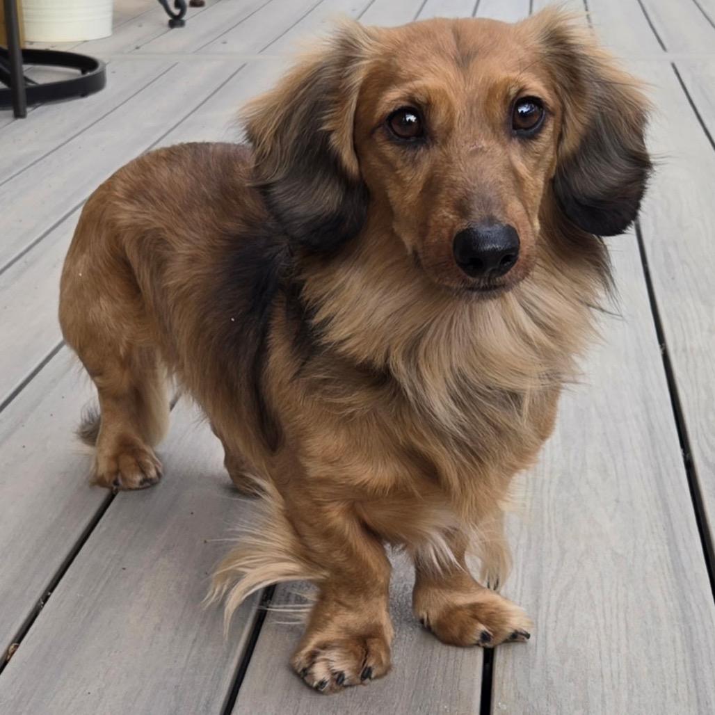 Dash, a Adoptable Dachshund in Pineville, MO image 5/6