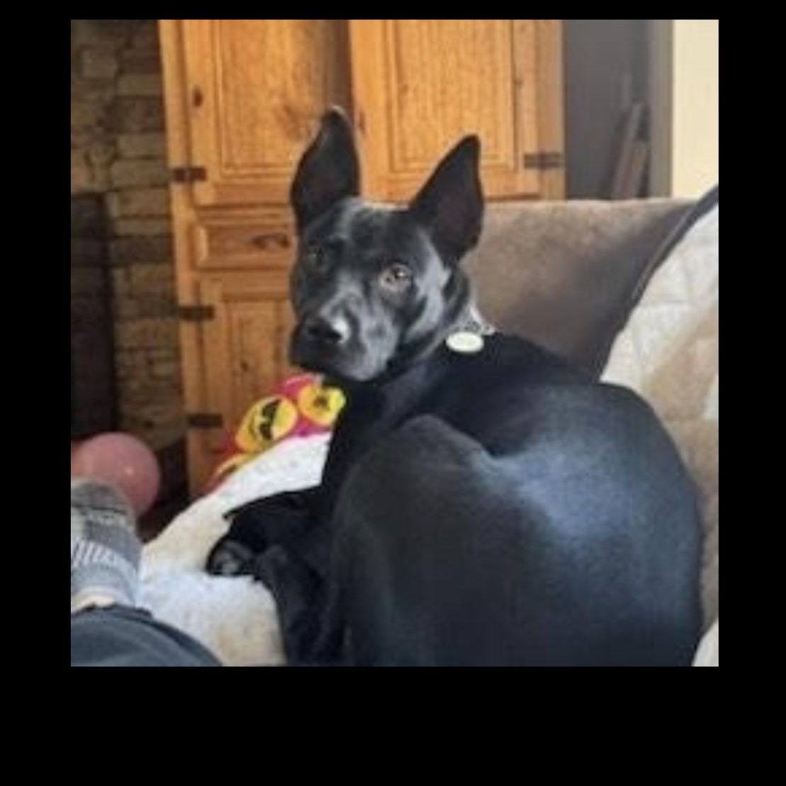 Enlarge Brittany, a Adoptable Australian Kelpie in CUMMING, GA image 2/4