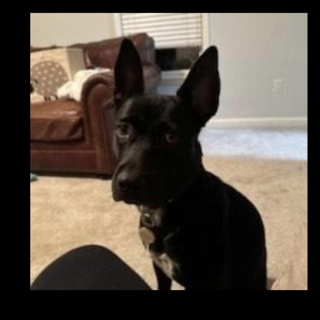 Enlarge Brittany, a Adoptable Australian Kelpie in CUMMING, GA image 4/4