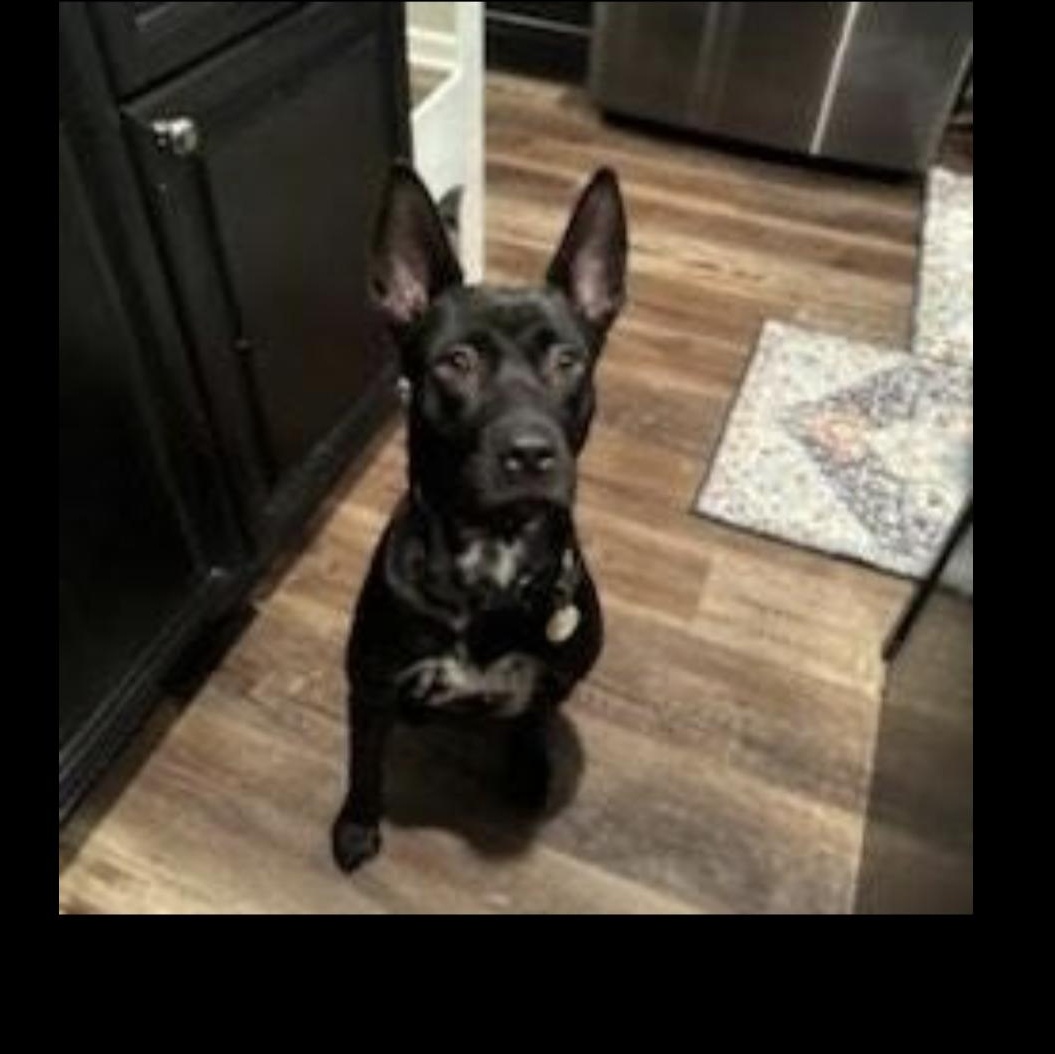 Brittany, Adoptable, Adult Female Australian Kelpie.