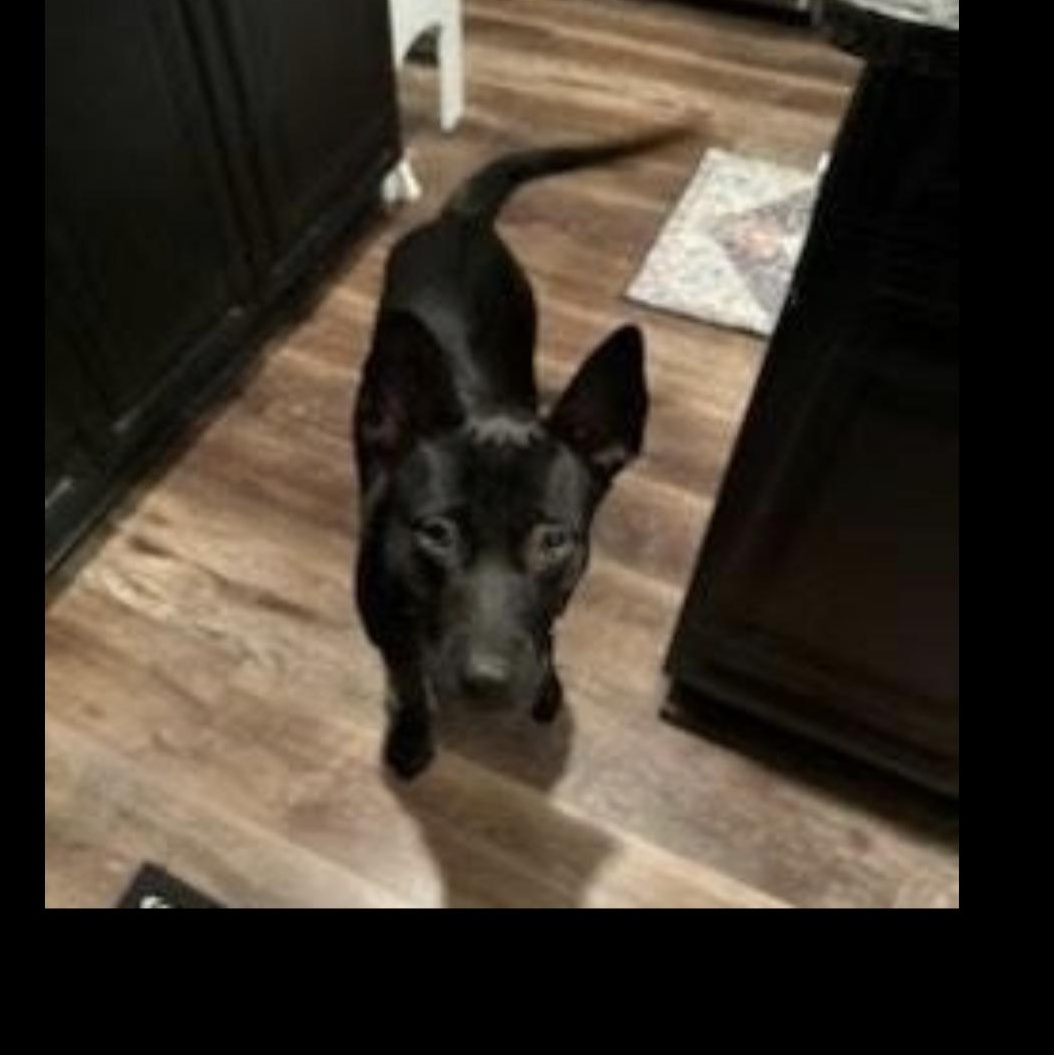 Enlarge Brittany, a Adoptable Australian Kelpie in CUMMING, GA image 3/4