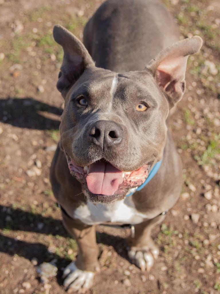 Frex, Adoptable, Young Male Pit Bull Terrier.