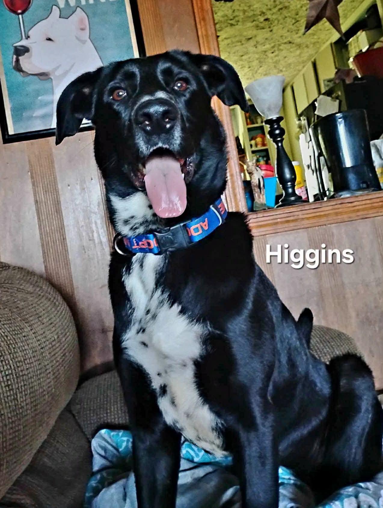 Enlarge Higgins, a ADOPTABLE mixed breed in Lexington, MO image 1/1