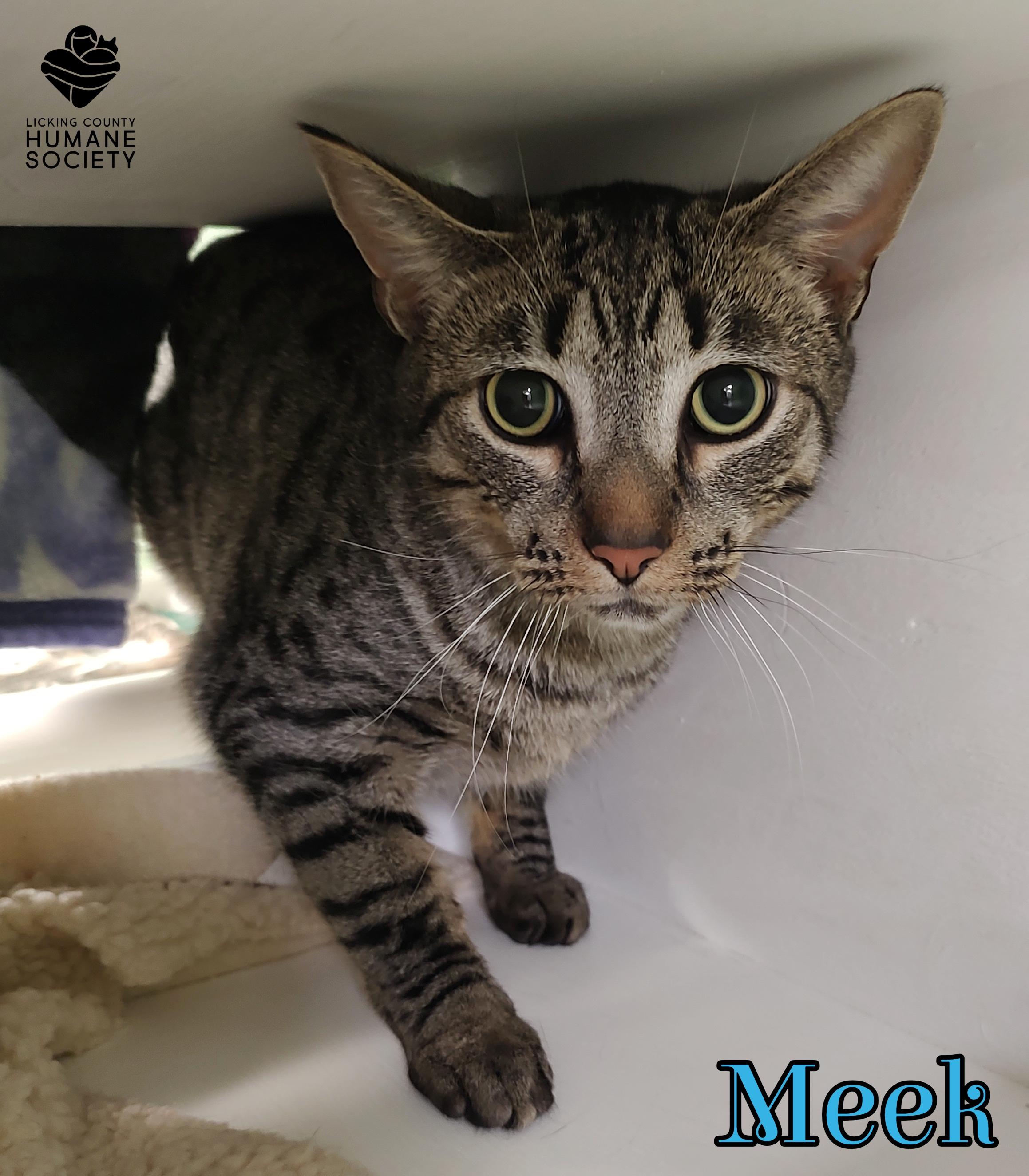 Meek, ADOPTABLE, Adult Male Domestic Short Hair.