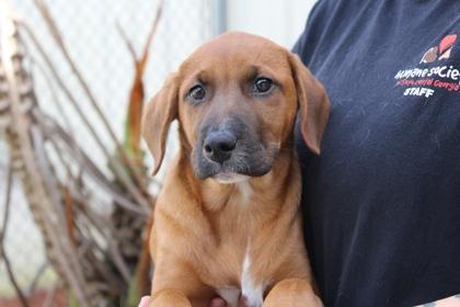 Enlarge Cinnamon, a Adoptable mixed breed in Brunswick, GA image 1/1