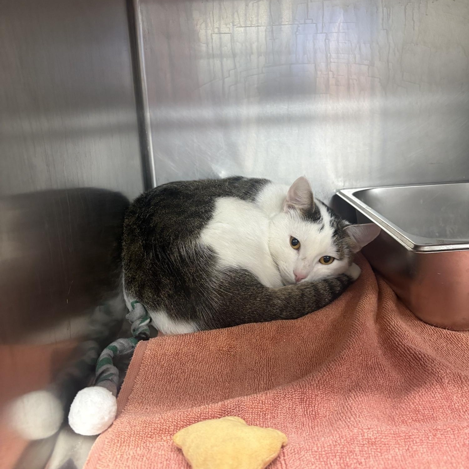 Ralph, Adoptable, Young Male Domestic Short Hair.