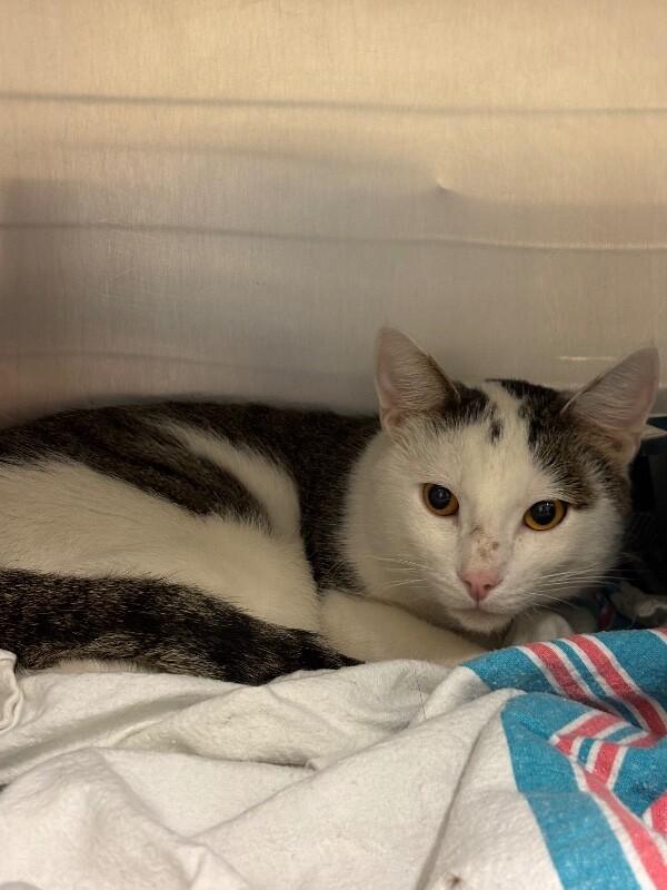 Enlarge Ralph, a Adoptable Domestic Short Hair in Saint Charles, MO image 4/4