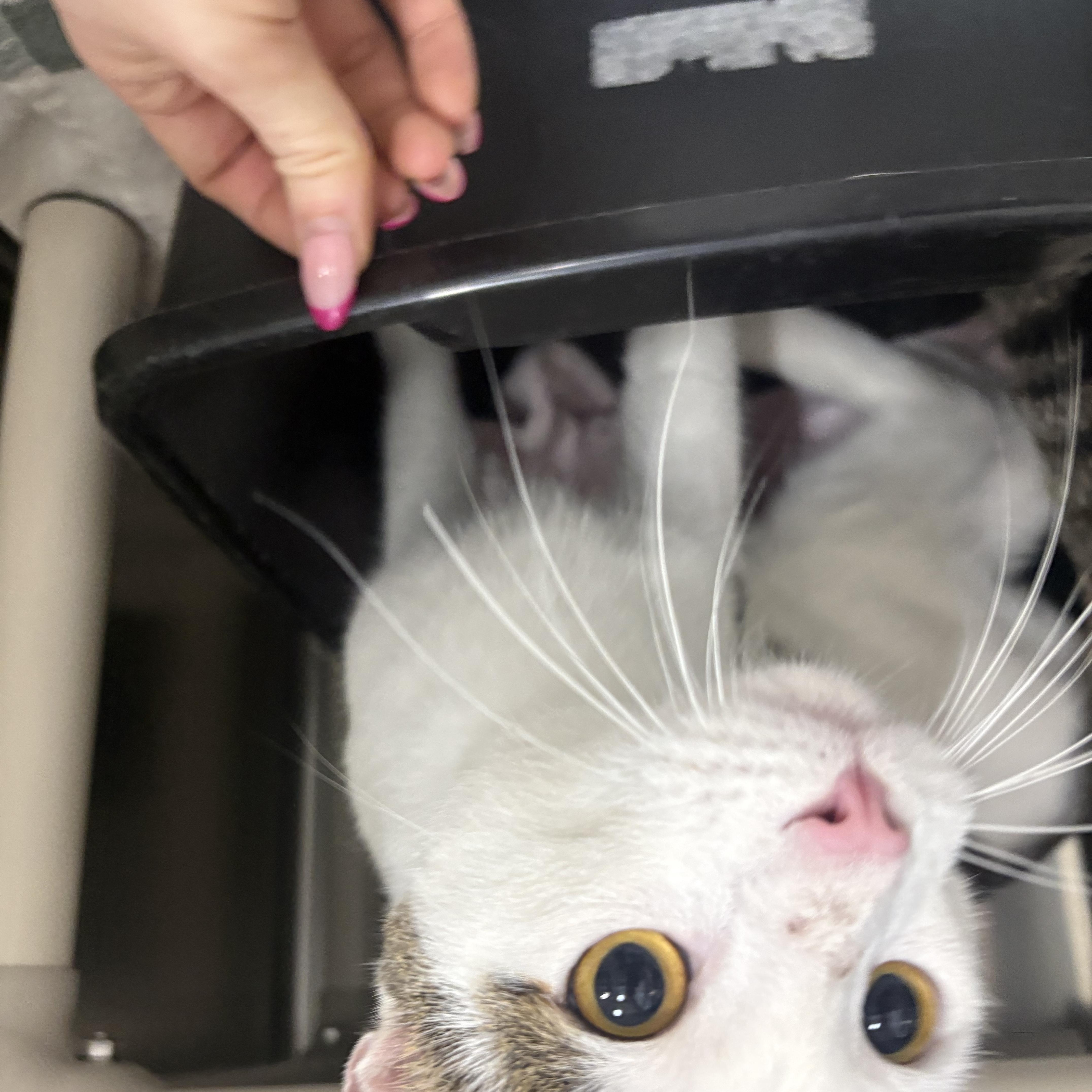 Enlarge Ralph, a Adoptable Domestic Short Hair in Saint Charles, MO image 3/4
