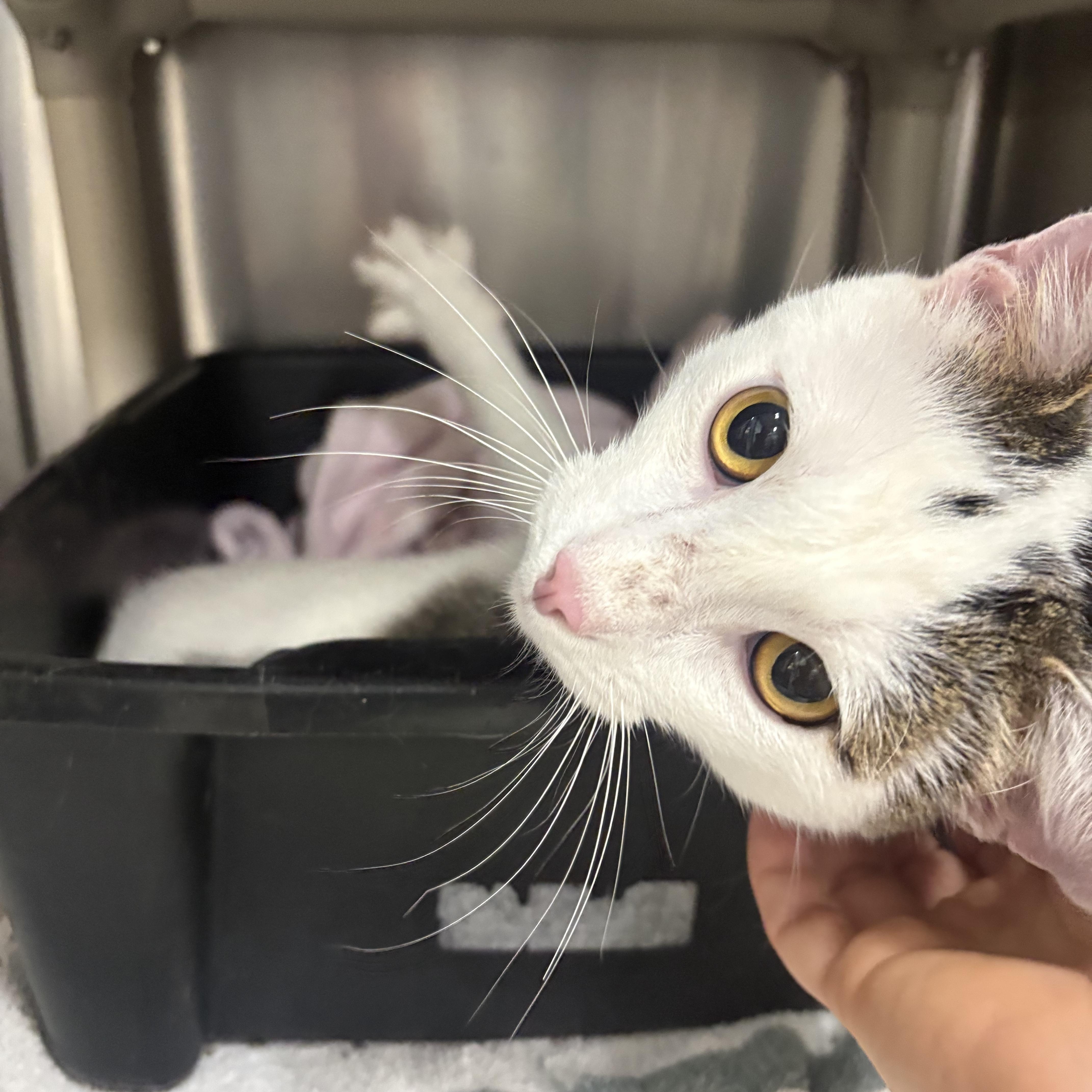 Enlarge Ralph, a Adoptable Domestic Short Hair in Saint Charles, MO image 2/4