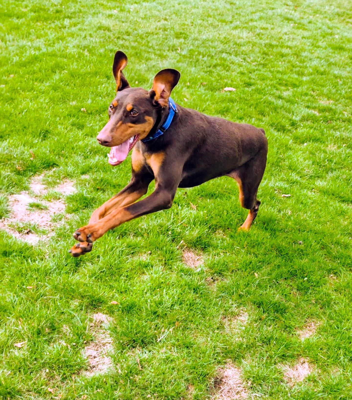 Moxie, Moxie, Adopted, Young Female Doberman Pinscher.
