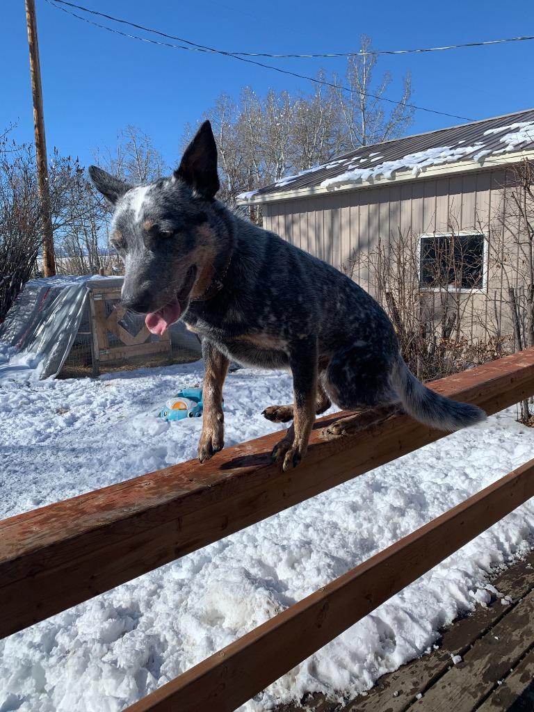 Enlarge Amos, a Adoptable Australian Cattle Dog / Blue Heeler in Didsbury, AB image 1/3