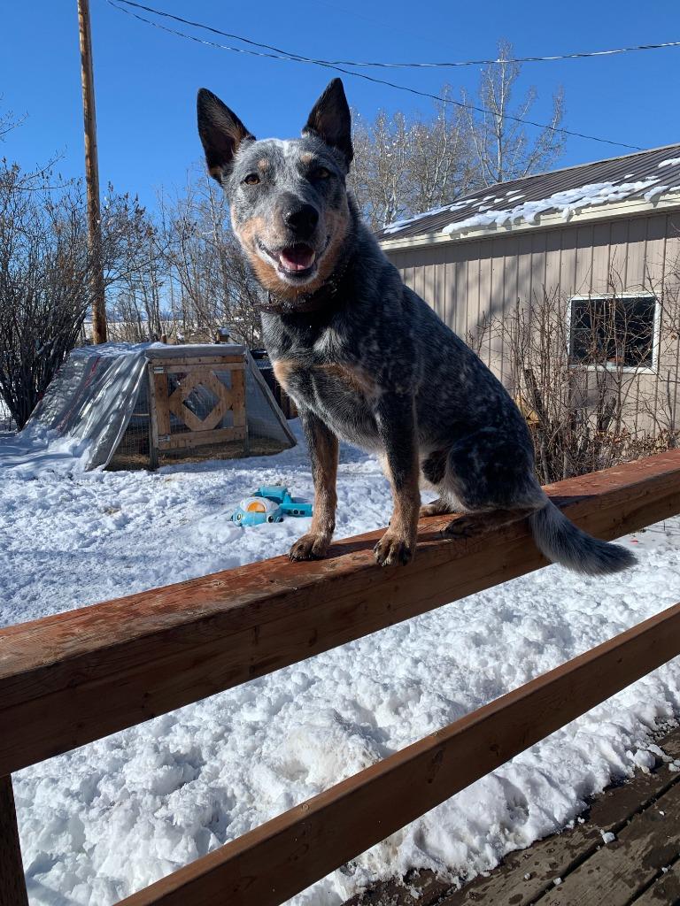 Enlarge Amos, a Adoptable Australian Cattle Dog / Blue Heeler in Didsbury, AB image 2/3
