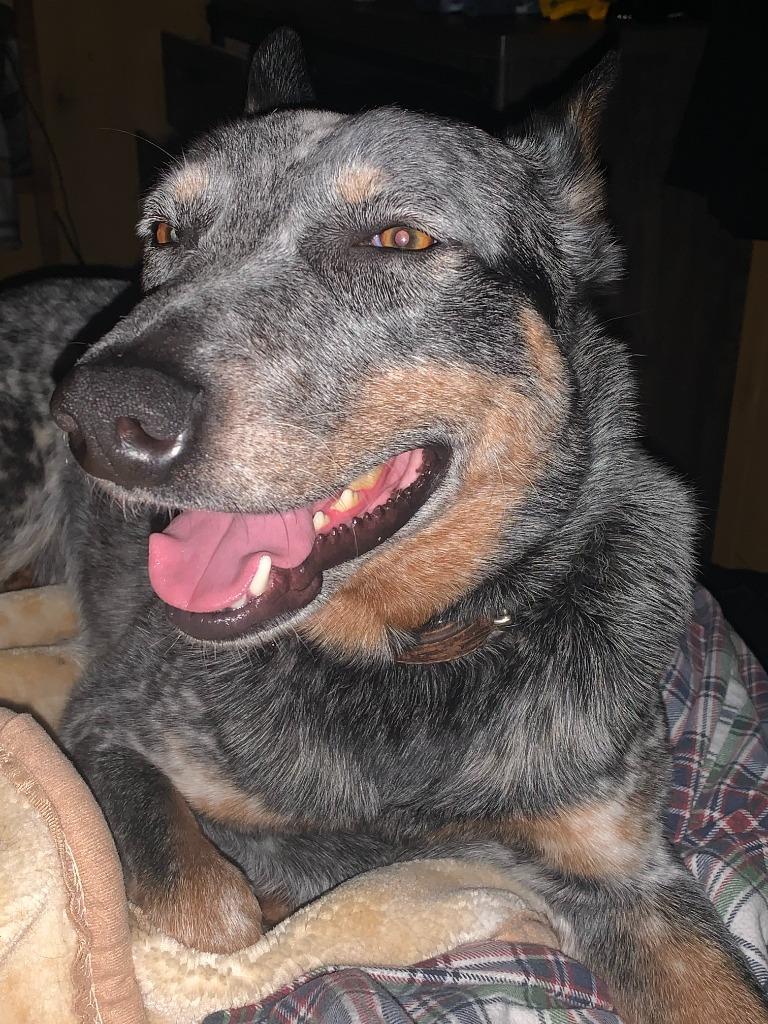Enlarge Amos, a Adoptable Australian Cattle Dog / Blue Heeler in Didsbury, AB image 3/3