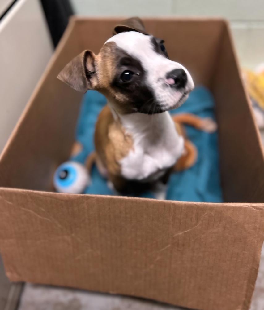 Demi, Adoptable, Puppy Female Mixed Breed.