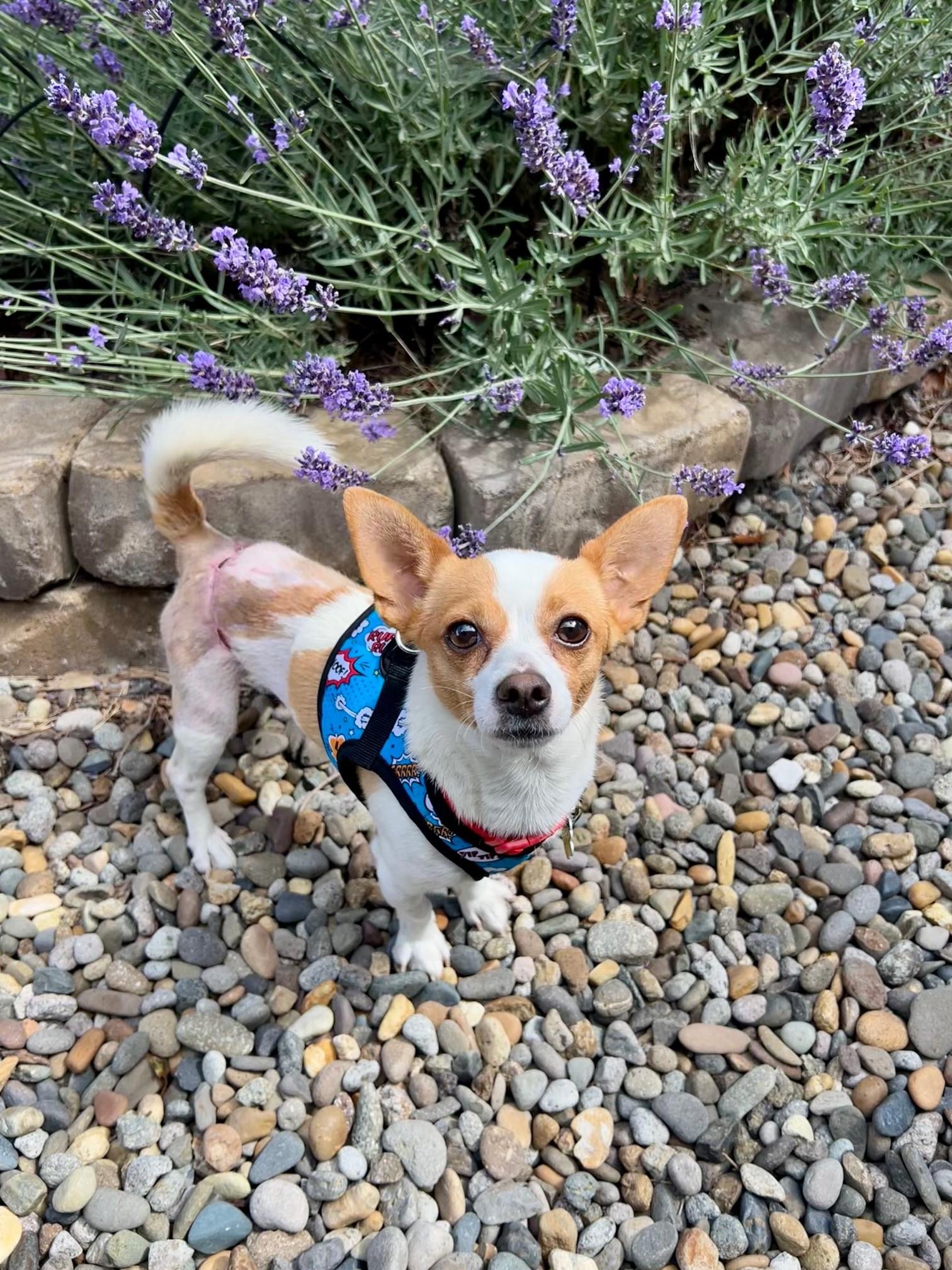 Enlarge Roadie, a ADOPTABLE mixed breed in Yakima, WA image 4/6