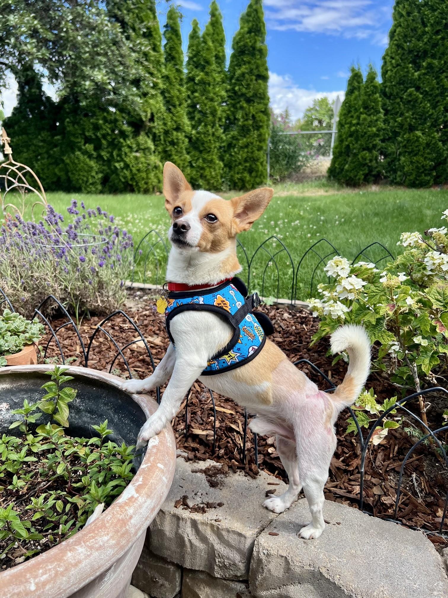 Enlarge Roadie, a ADOPTABLE mixed breed in Yakima, WA image 1/6