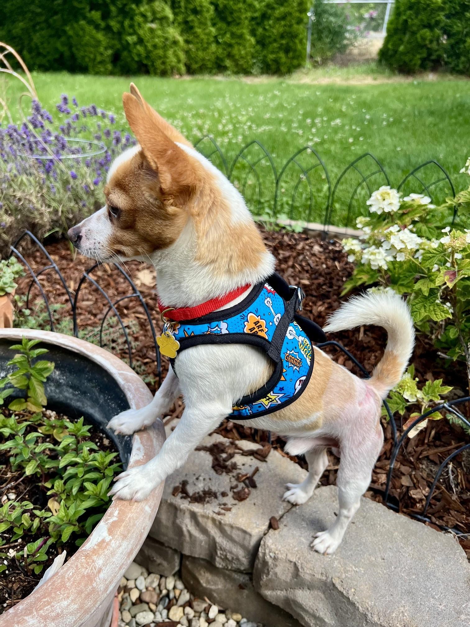 Enlarge Roadie, a ADOPTABLE mixed breed in Yakima, WA image 5/6