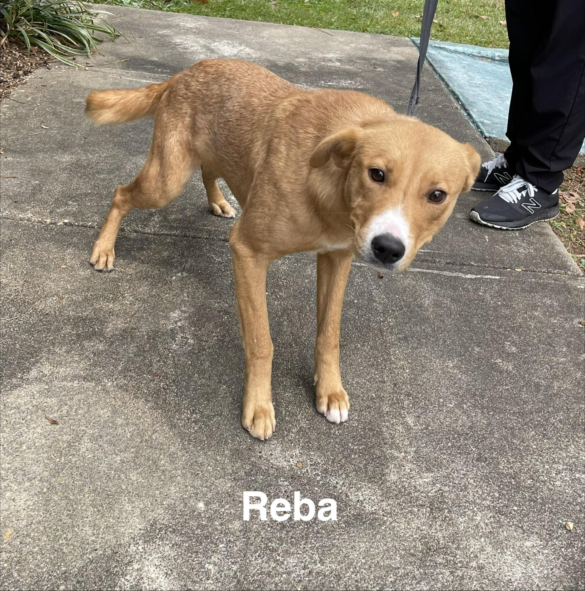 Enlarge Reba, an adopted mixed breed in Alexander City, AL image 1/1
