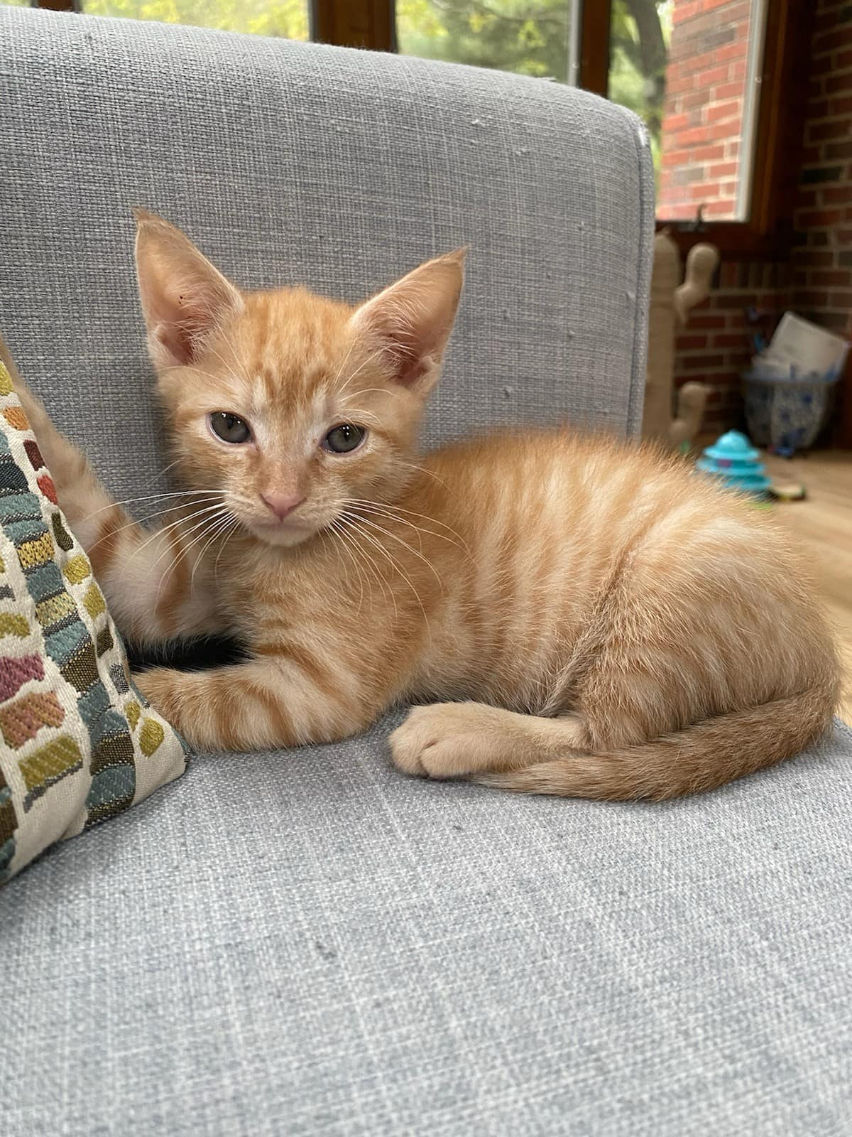 Cat for adoption Lulu, a Domestic Short Hair & Tabby Mix in Fort