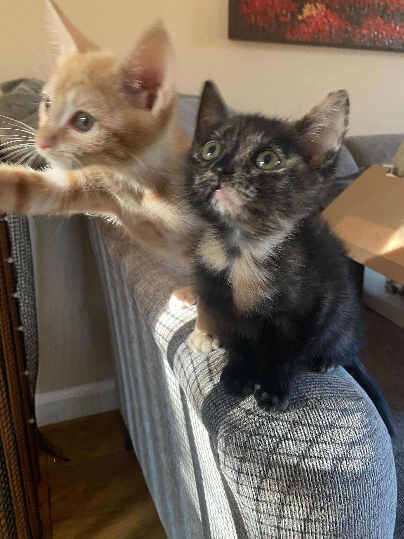 Cat for adoption Lulu, a Domestic Short Hair & Tabby Mix in Fort