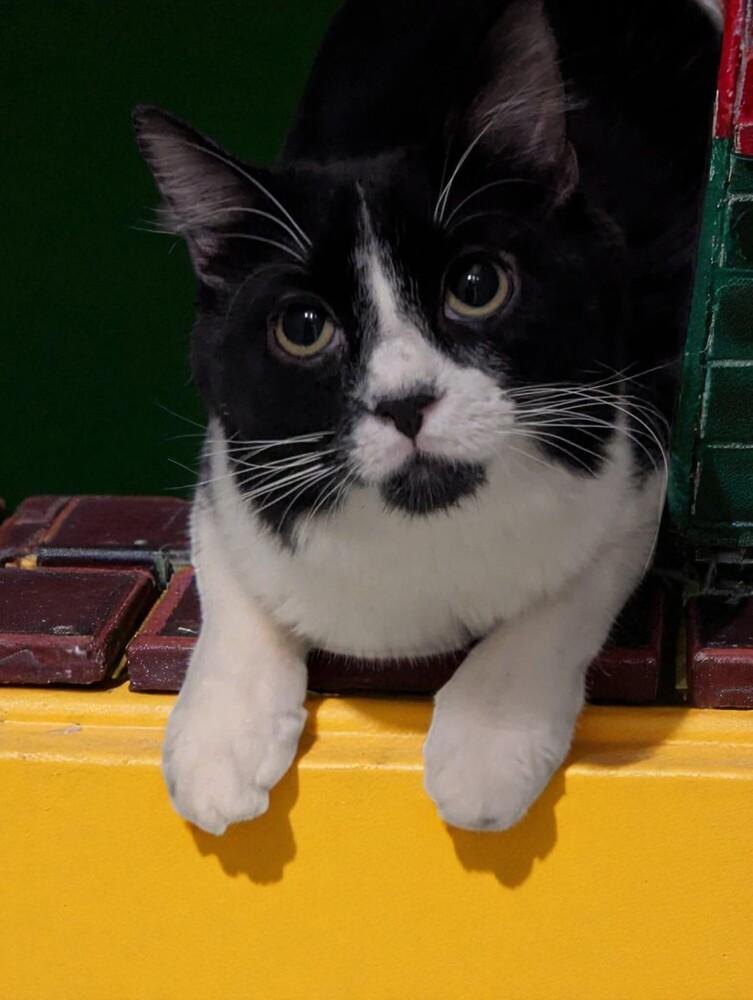 Oreo, Adoptable, Young Male Domestic Medium Hair.