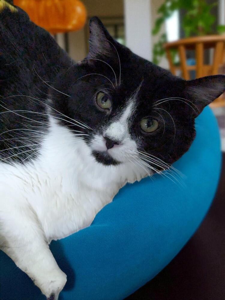 Oreo, a Adoptable Domestic Medium Hair in Pulaski, TN image 2/3