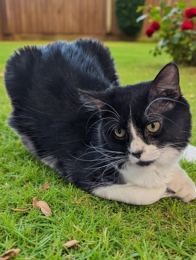 Oreo, a Adoptable Domestic Medium Hair in Pulaski, TN image 3/3
