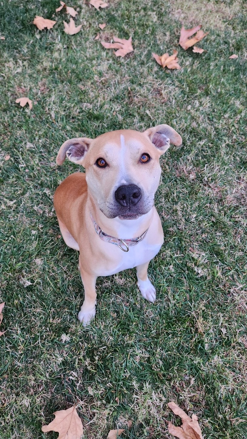 Enlarge Gracie, a Adopted mixed breed in Huntington Beach, CA image 1/4
