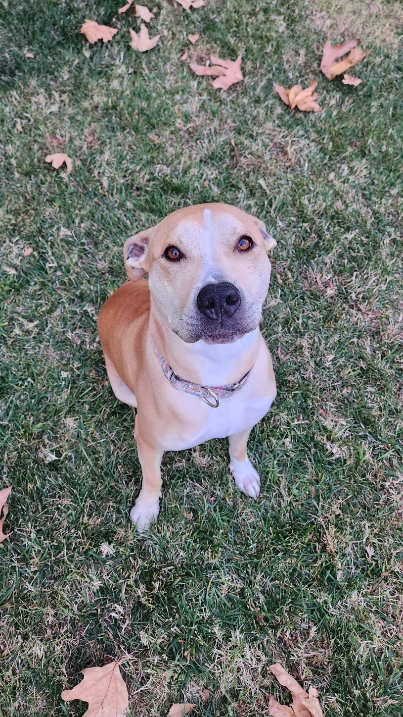 Enlarge Gracie, a Adopted mixed breed in Huntington Beach, CA image 2/4